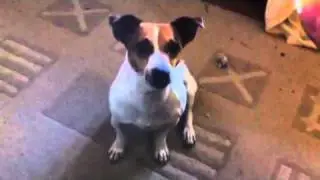 Smart dog doing tricks