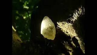 AEAC057 Libyan Gold Tektite