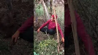 Maghai aauna lagyo Tarul khaney ho Ki nai🍃