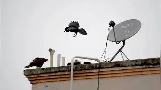 Black kite urban life nesting documentary - Coimbatore 2021