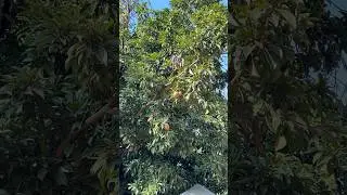 Cheekoo tree || Naseberry / Sapota tree #shorts #nature #chikoo #Sapota #tree #farming #blissful