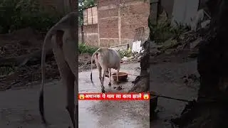 अचानक काय झाले 😱..#yt #shortsfeed #shortvideo