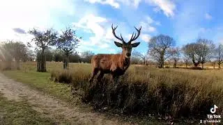Sonda uliczna w Richmond Serengetii 🤣 #1wildshot