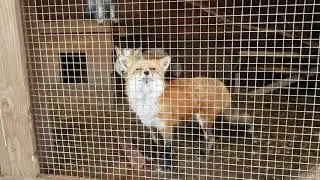 Male of common red Fox and female silver-black fox