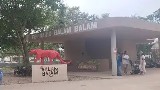 Felinario Balam Balam, Zool&oacute;gico Animaya