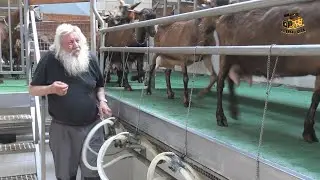 Mungitura delle capre presso l'Azienda agricola Casale Roccolo.