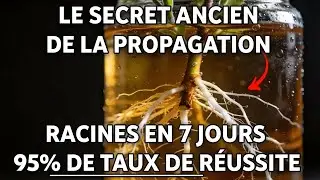 Le secret pour multiplier les plantes sans produits chimiques — pourquoi personne n'en parle ?