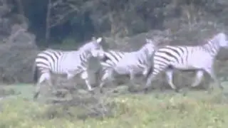 Zebras at Hippo Point, Kenya