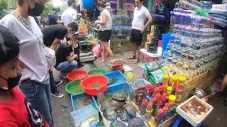 Exploring the Most Beautiful Outdoor Fish Market -  Street Fish Market Tour