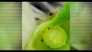 МИКРО МИР