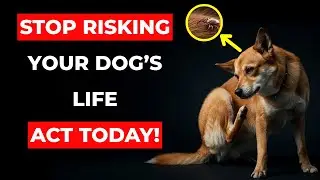 7 Essential Steps to Protect Your Dog from Fleas and Ticks