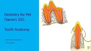 Tooth Anatomy: Dentistry for Pet Owners 101