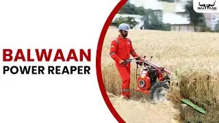 Balwaan Krishi Power Reaper | Field Working Video | Balwaan Reaper 2Fd Petrol (Honda engine)