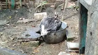 MENGINTIP SOANG MANDI