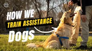 How We Train Assistance Dogs | K-9 Specialist