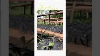 Shea Tree Conservation | Short tour of our Nursery