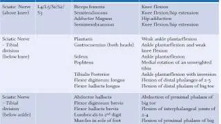 LOWER EXTREMITY IMPAIRMENTS LESIONS SCIATIC NERVE www.ezqmeceu.com QME Continuing Education