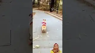 A skilled dog using a skateboard‼️#shorts #skateboarding #dogs #animals #funnyschannel #skills