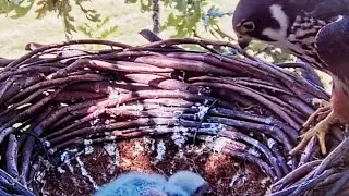 Mother Bird Feeding Her Chicks in the Nest 🐣 | Adorable Baby Birds & Parental Care 😘