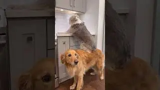 My dog got his brother in trouble!