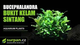 Bucephalandra pygmaea 
