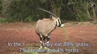 The Gemsbok, also known as the Oryx