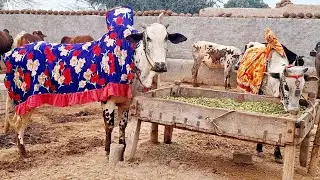 Bulls for sale | Bull powered village lifestyle in punjab | Traditional and old punjab village life