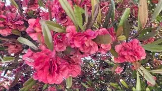 车桑子Dodonaea viscosa Jacquem