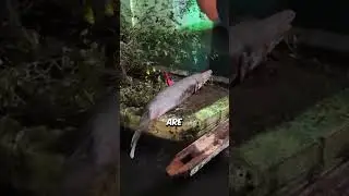 This Fish Sparks When Cut with a Knife!