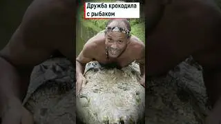 Дружба крокодила и рыбака #shorts #крокодил #рептилии #интересно