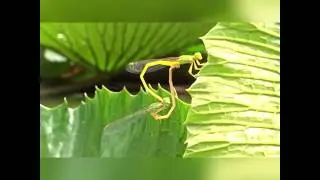 Damselfly Mating
