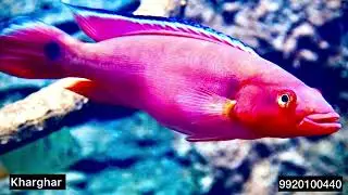 Atabapo Red Pike | Rare Predator Fish | Exotic Fish Aquarium | Red Pike Cichlid