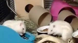 Meet the White Chipmunks LIVE!