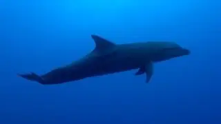 French Polynesia under-water