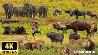 4K African Wildlife: Hwange National Park, Zimbabwe &ndash; Wild Africa Captured in Stunning 4K Quality