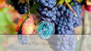 Miami Wine Buzz at Juniper on the Water, March 24