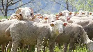 Série technique ovine n°10 : 