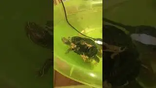 AGUEDITA ES TODA AMOR PORQUE ES ELLA, ELLA, LA PALABRA AMOR...