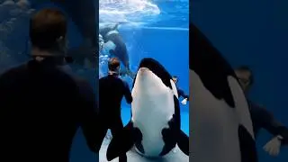 orca whale training #orcawhale #training #shortfeed #shortvideo #shorts #memes