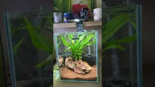 ОБОРУДОВАНИЕ АКВАРИУМА С КРЕВЕТКАМИ ДЛЯ НАЧИНАЮЩИХ (ПРОСТО И ДЕШЕВО) 🦐🪷 #аквариум #аквариум #крев...