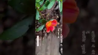 PG STATUS 4k ultra HD nature status Love Song Bgm full screen status Full Screen HD Status(2)
