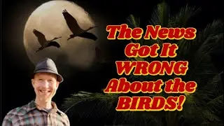 The News Got It WRONG About the BIRDS! (Chronic Pain, Anxiety & Mindbody Healing)