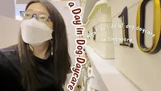 A day in Dog Daycare | Our job is to only play with dogs...? | Work vlog |