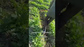 @Nexgen farming machineries 8712137637   #agriculture #farming # hand tools #garden weeders