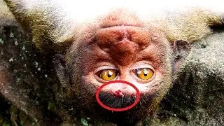 Saving Orphan Jessie first! Very pity on baby cos Dolly fight seriously upon Jessie naughty