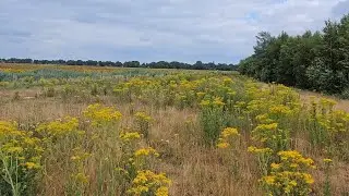 Relaxing walk in a windy field, The Netherlands |ASMR|