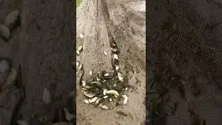 Amazing Beel Fishing Using Fence Net|Traditional Net Fishing #BeelLife #VillageFishing #FishCatching