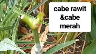 Grafting berhasil  red Chili & spicy Chili grafted #nursery #gardening #horticulture 