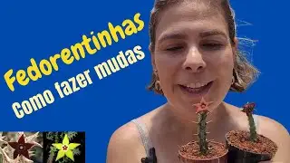 Como fazer mudas de fedorentinhas/Suculentas