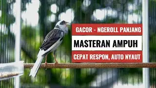 Ampuh Banget! Kenari Gacor Cuit Panjang Bikin Paud Emosi dan Ikutan Ngerol
